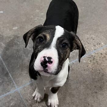 Pit Bull Terrier Dogs Available for Adoption - Rosie O