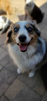Rescue Australian Shepherd Dogs for Adoption in Nokomis, Florida - Emma | PetCurious