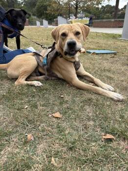 Rescue Labrador Retriever Dogs for Adoption in Colbert, Georgia - Huck | PetCurious