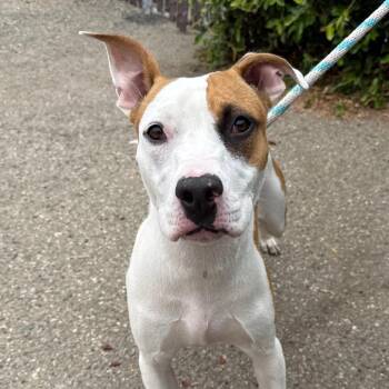 Cookie -  Pit Bull Terrier Dog for Adoption in Goleta, California - Cookie | PetCurious