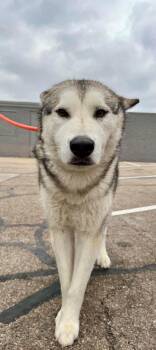 Husky Dogs Available for Adoption in Germantown, Ohio - Luna At Large | PetCurious