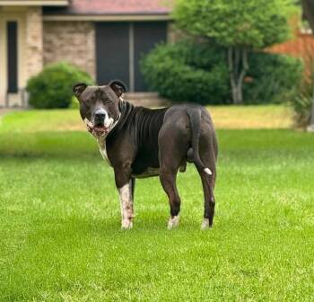 Rescue Mixed Breed Dogs for Adoption in Rowlett, Texas - Jack | PetCurious
