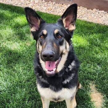 Logan -  German Shepherd Dog and Mixed Breed Dog Available for Adoption in Kanab, Utah - Logan | PetCurious