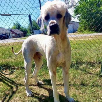 Saint Bernard and Poodle Dogs Available for Adoption in Fredericksburg, Virginia - Canyon | PetCurious