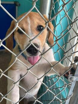 Fitch -  Australian Shepherd and Bulldog Dog for Adoption in Fort Payne, Alabama - Fitch | PetCurious
