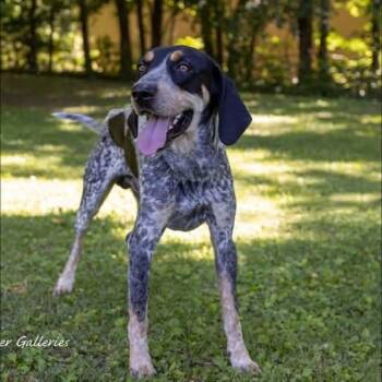 Wrangler -  Black And Tan Coonhound Dog for Adoption in Spring Hill, Tennessee - Wrangler | PetCurious