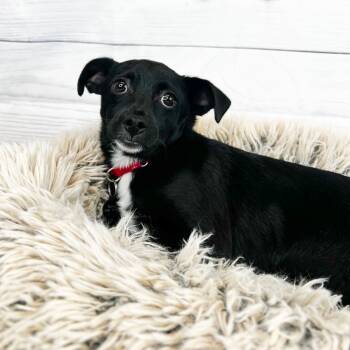 Rescue Terrier Dogs for Adoption in Fort Wayne, Indiana - Major Francis Monogram | PetCurious