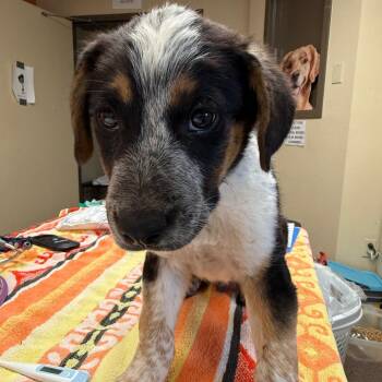 Spongebob -  Shepherd and Mixed Breed Dog for Adoption in Flagstaff, Arizona - Spongebob | PetCurious