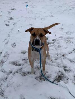 Mixed Breed Dogs Available for Adoption in New Cumberland, West Virginia - Draco | PetCurious