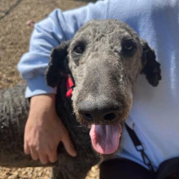 Standard Poodle Dogs Available for Adoption in Nashville, Tennessee - Butch | PetCurious