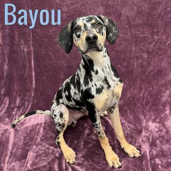 Bayou -  Australian Cattle Dog Blue Heeler Dog for Adoption in Pleasantville, New Jersey - Bayou | PetCurious