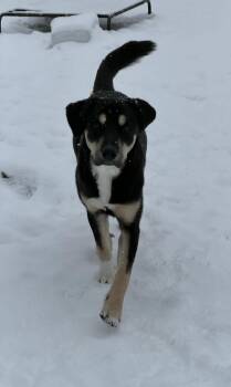 Great Pyrenees and Mixed Breed Dogs Available for Adoption in Dover, Arkansas - Alvin | PetCurious