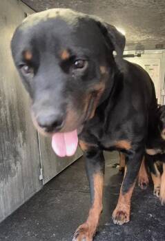 Rottweiler Dogs Available for Adoption in San Antonio, Texas - WINSTON | PetCurious