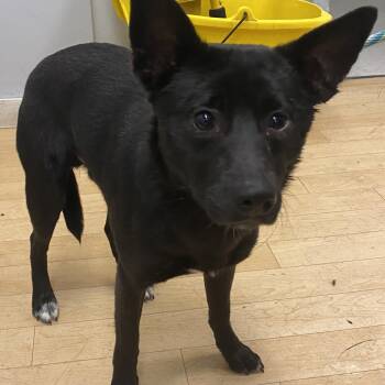 Cardigan Welsh Corgi and Shepherd Dogs Available for Adoption in Spokane, Washington - Marley | PetCurious