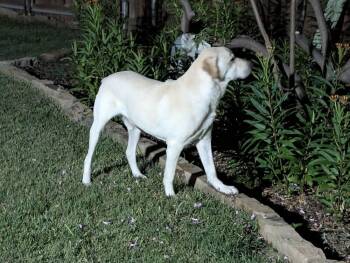 Charlie (PKA Silk) -  Labrador Retriever Dog for Adoption in Dallas, Texas - Charlie (PKA Silk) | PetCurious