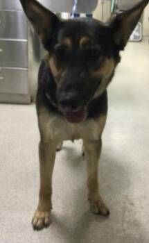 REBECCA -  German Shepherd Dog Dog for Adoption in Riverside, California - REBECCA | PetCurious