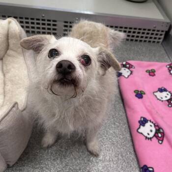 Harold -  Mixed Breed Dog for Adoption in Oak Brook, Illinois - Harold | PetCurious