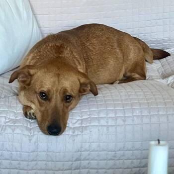 Dachshund and Golden Retriever Dogs Available for Adoption - Ophelia | PetCurious