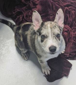 Australian Cattle Dog Blue Heeler Dogs Available for Adoption - AIKO | PetCurious