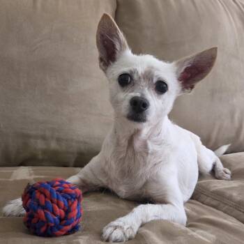 Jerry -  Terrier and Chihuahua Dog for Adoption - Jerry | PetCurious