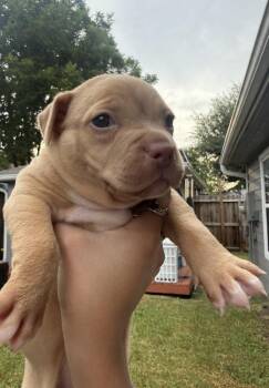 Peach -  Pit Bull Terrier Dog for Adoption in Aurora, Colorado - Peach | PetCurious