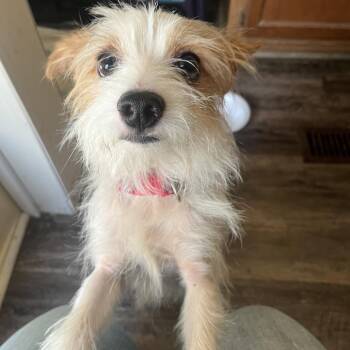 Simon -  Yorkshire Terrier and Mixed Breed Dog for Adoption in Hohenwald, Tennessee - Simon | PetCurious