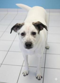 Australian Cattle Dog Blue Heeler and Mixed Breed Dogs Available for Adoption in Bowling Green, Kentucky - Domino | PetCurious