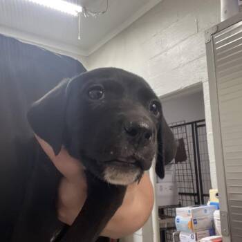 Labrador Retriever and Mixed Breed Dogs Available for Adoption in Clanton, Alabama - Nala | PetCurious