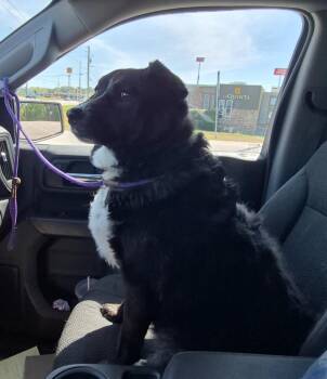 Border Collie Dogs Available for Adoption in Chattanooga, Tennessee - Sarah McDoglan | PetCurious