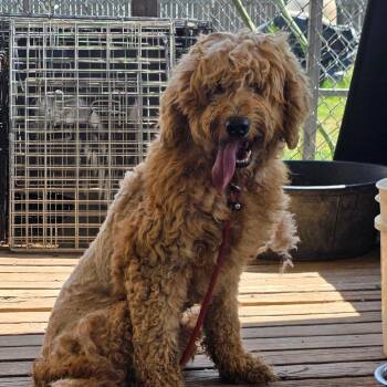 Hank -  Golden Retriever and Poodle Dog for Adoption in Goltry, Oklahoma - Hank | PetCurious