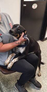 Hubble -  Mixed Breed Dog for Adoption in Stanton, Kentucky - Hubble | PetCurious