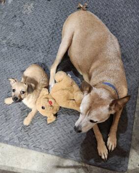 Poodle and Boston Terrier Dogs Available for Adoption - Perry | PetCurious