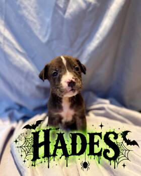 Hades -  Golden Retriever and Black Labrador Retriever Dog for Adoption in Grand Bay, Alabama - Hades | PetCurious