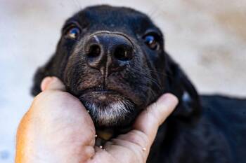 Rescue Labrador Retriever and Whippet Dogs for Adoption in New York, New York - Pluto | PetCurious