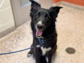 JULIET -  Border Collie and Labrador Retriever Dog for Adoption in Pueblo, Colorado - JULIET | PetCurious