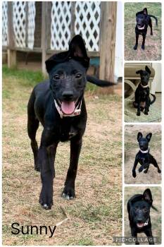 Mixed Breed Dogs Available for Adoption in Enterprise, Alabama - Sunny | PetCurious