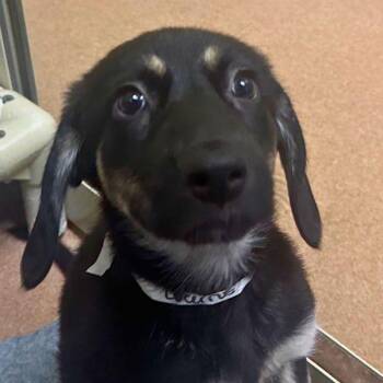 Lucerne -  Mountain Cur and German Shepherd Dog Dog for Adoption in Walnut Creek, California - Lucerne | PetCurious