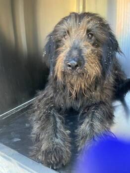 RJAY -  Mixed Breed Dog for Adoption in Dallas, Texas - RJAY | PetCurious