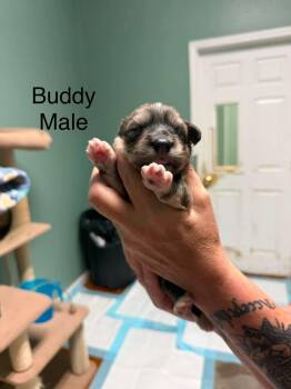 Buddy -  Corgi Dog for Adoption in Elkton, Maryland - Buddy | PetCurious