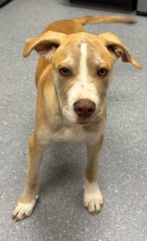 Drake -  Labrador Retriever and Mixed Breed Dog Available for Adoption in Greenfield, Indiana - Drake | PetCurious