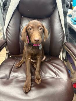 Rescue Labrador Retriever Dogs for Adoption in Carson City, Nevada - Andie | PetCurious