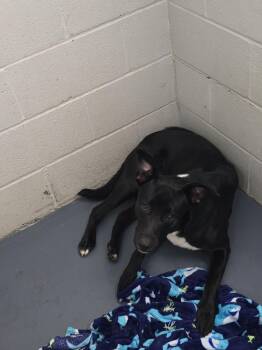 Jana (Rocket) -  Border Collie and Pit Bull Terrier Dog for Adoption in Evansville, Indiana - Jana (Rocket) | PetCurious