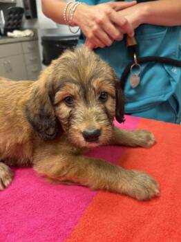MIA -  Golden Retriever and Poodle Dog for Adoption - MIA | PetCurious