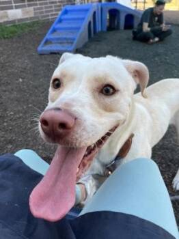 Evangeline -  Mixed Breed Dog for Adoption in Chamblee, Georgia - Evangeline | PetCurious