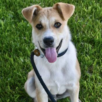 Collie Dogs Available for Adoption in Bowling Green, Ohio - TIMMY | PetCurious