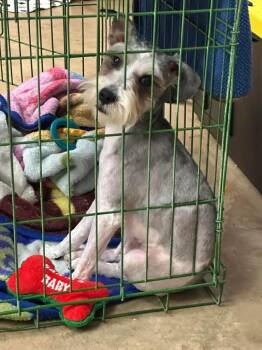 Baxter - Buddy -  Schnauzer and Poodle Dog for Adoption in Tucumcari, New Mexico - Baxter - Buddy | PetCurious