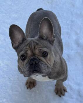 French Bulldog Dogs Available for Adoption - Bijou | PetCurious