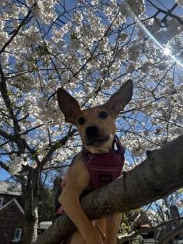 Mixed Breed Dogs Available for Adoption - Rick | PetCurious