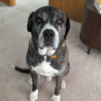 Great Pyrenees and Great Dane Dogs Available for Adoption in Severance, Colorado - Abraham | PetCurious
