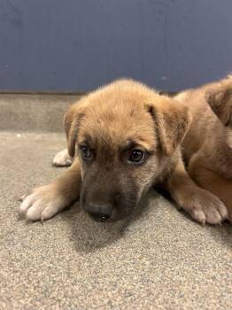 OLIE -  Terrier and Mixed Breed Dog for Adoption in Doral, Florida - OLIE | PetCurious